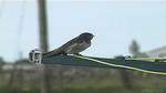 swallows 3