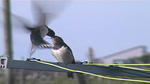 swallows 4