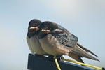 Swallows at Rest