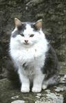 Family Cat