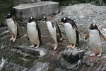 The Penguin Synchronised Diving Display Team